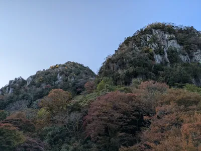 耶馬渓のかぶせ茶
