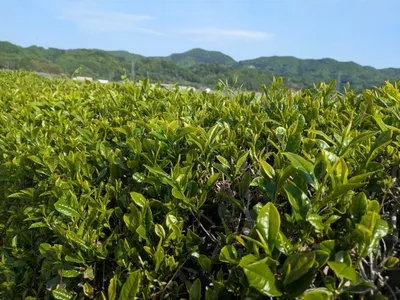 豊後大野茶