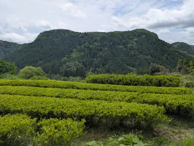 耶馬渓茶